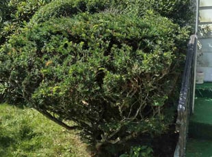 Bush Trimming by Matthew Spinelli for Jaymar B. in New Haven, CT