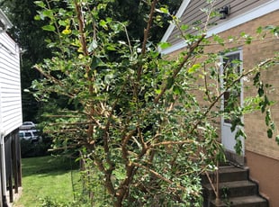 Bush Trimming by Sean Curran for Kathleen M. in St. Louis, MO