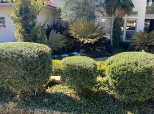 Bush Trimming by Bradley Matthiesen for Barbara M. in San Antonio, TX