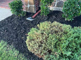 Ashante S.'s Mulching service result