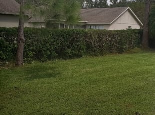 Bush Trimming by Cari Butler for Stan R. in Tampa, FL