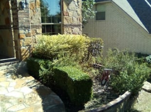 Bush Trimming by Duane Cotton for Justin B. in San Antonio, TX