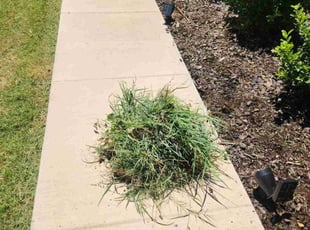 Chuck P.'s Flower Bed Weeding service result
