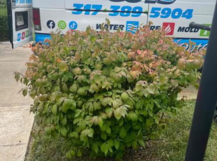 Bush Trimming by Eric Hubbard for Margaret S. in Indianapolis, IN