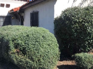 Bush Trimming by Ross Johnson for Irene D. in Los Angeles, CA
