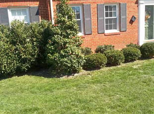 Bush Trimming by Steven Price for Morgan V. in Richmond, VA