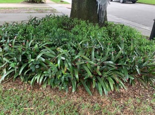 Bush Trimming by Matt Wichlinski for Nora M. in Fern Park, FL