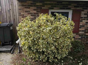 Bush Trimming by Yobani Benitez for Zachary K. in Glen Burnie, MD