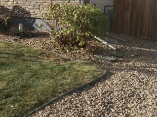 Bush Trimming by Marsha Fosnight for Sara C. in Thornton, CO