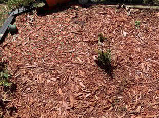 Weeding by Gregory White for Justyna M. in Eustis, FL