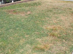 Cleanups by Alex Mora for Amy g. in Fresno, CA