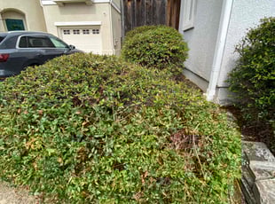 Bush Trimming by Ismael Chavez for Atul K. in Dublin, CA