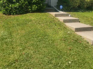 Tara H.'s Lawn Mowing service result