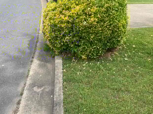 Bush Trimming by Rickey Winston for Zach B. in Marietta, GA