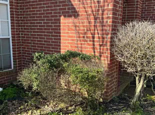 Bush Trimming by TYRONE BLAYLOCK for Christina R. in Arlington, TN