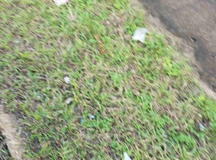 Bush Trimming by Chad Oliver for Samuel A. in New Orleans, LA