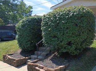 Bush Trimming by Caleb Patton for Pat M. in Cincinnati, OH