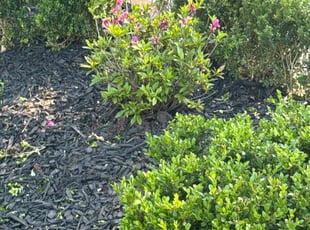 Bush Trimming by James Wray for Lisa A. in Spring, TX