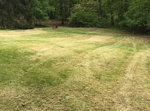 Bush Trimming by Ross Phina for Damond B. in Southfield, MI
