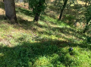 Cleanups by Jonathan Allen for Heather W. in Rocklin, CA