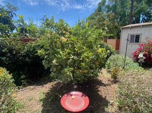 Bush Trimming by Trevor Wood for Adam K. in San Diego, CA