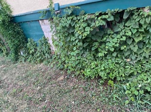 Bush Trimming by Albert Forbes for Nicole M. in Baltimore, MD
