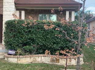 Bush Trimming by Michelle Quintanilla for Tenisha B. in San Antonio, TX