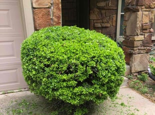 Bush Trimming by Paul Handley for Philip B. in Tulsa, OK