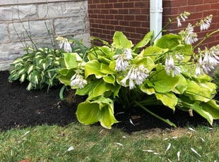 Weeding by Josh Crowell for Kate L. in St. Louis, MO