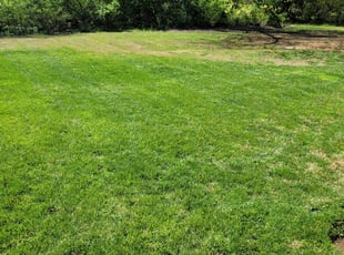 Leaf Removal by Daniel Davenport for Andrea S. in Knoxville, TN