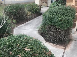 Bush Trimming by Ken Cluchey for Shayla M. in Austin, TX
