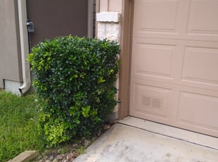 Bush Trimming by Kyle Humble for Kimberly S. in San Antonio, TX