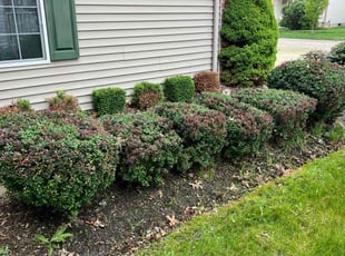 Bush Trimming by James Osborne for Lipi S. in Avon, OH