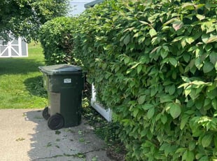 Bush Trimming by Paul Dunn for Steve h. in Jeffersonville, IN