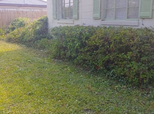 Bush Trimming by Aderias Rollins for Alex G. in Jacksonville, FL