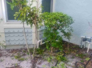 Bush Trimming by Frank Furia for Ricky M. in West Palm Beach, FL