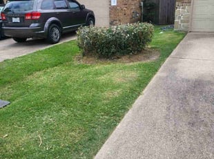 Bush Trimming by Pamela Gomez for Tiffany C. in Spring, TX
