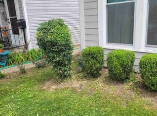 Bush Trimming by Ceo Bailey for Angela L. in Louisville, KY