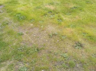 Cleanups by Robert Thulin for David T. in Renton, WA