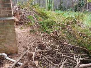 Bush Trimming by Mark Haymes for Paula S. in Highfield-Cascade, MD