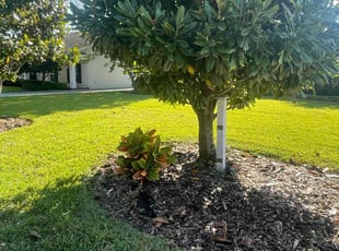 Ziad Q.'s Lawn Care service result