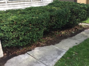 Bush Trimming by Jerome Glenn for Patricia H. in Milwaukee, WI