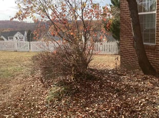 Bush Trimming by Donald Tucker for JT P. in Woodbridge, VA