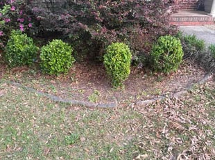 Bush Trimming by Dusean Batey for Mary Ann F. in Leeds, AL