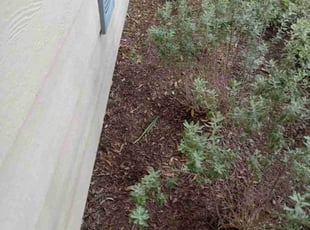 Weeding by Alexis Perez for Alexis T. in Houston, TX