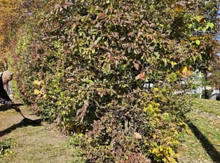 Bush Trimming by Tyrone May for Richard G. in East Hartford, CT