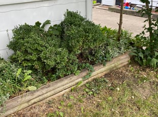 Bush Trimming by Dirk Allen for Joanne B. in Waterford Township, MI