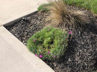 Weeding by Windy Corum for Rhys P. in Knox County, TN
