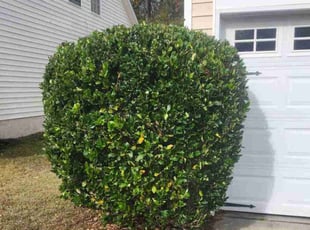 Bush Trimming by Quinn Murphy for Dawn W. in Columbia, SC