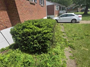 Bush Trimming by Baltazar Diaz for Shana M. in Wilmington, DE